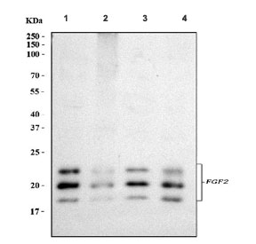 Western blot testing of human 1) HeLa, 2) SK-O-V3, 3) SiHa and 4) U87 MG cell lysate with FGF2 antibody. Predicted molecular weight: 17-31 kDa (multiple isoforms).