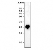 Western blot testing of 5ng of recombinant rat protein with Growth Hormone antibody.