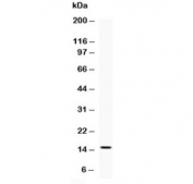 Western blot testing of recombinant protein with human IL3 antibody at 0.5ug/ml.