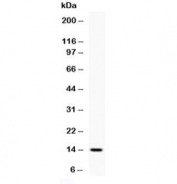 Western blot testing of 1ng of recombinant human IL4 antibody at 0.5ug/ml. Expected molecular weight: 14-20 kDa depending on glycosylation level.