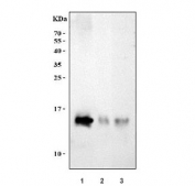 Western blot testing of 1) human HCCT, 2) rat liver and 3) mouse liver tissue lysate with DDT antibody. Predicted molecular weight ~13 kDa.