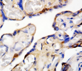 IHC staining of FFPE human placenta with DDT antibody. HIER: boil tissue sections in pH6, 10mM citrate buffer, for 20 min and allow to cool before testing.~