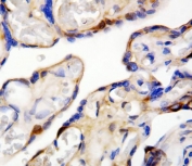 IHC staining of FFPE human placental tissue with DDT antibody. HIER: boil tissue sections in pH6, 10mM citrate buffer, for 20 min and allow to cool before testing.