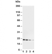 Western blot testing of mouse Il-10 antibody and Lane 1:  Recombinant mouse  protein 10ng;  2: 5ng;  3: 2.5ng;  4: 1.25ng