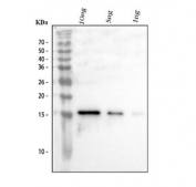 Western blot testing of Il10 antibody at 0.5ug/ml and recombinant rat protein: 10ng/lane, 5ng/lane and 1ng/lane.