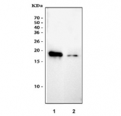 Western blot testing of 1) recombinant mouse IL18 protein and 2) mouse J774A.1 cell lysate with IL18 antibody. Expected molecular weight: 17~24 kDa.