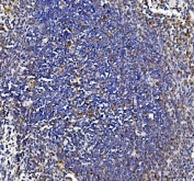IHC testing of FFPE mouse spleen tissue with IL18 antibody at 2ug/ml. Required HIER: steam section in pH8 EDTA buffer for 20 min and allow to cool prior to staining.