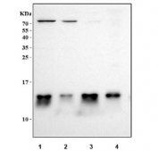 Western blot testing of 0.5ng of recombinant human MIF protein with MIF antibody.