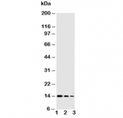 Western blot testing of NGF antibody and Lane 1:  Recombinant human protein 10ng;  2: 5ng;  3: 2.5ng