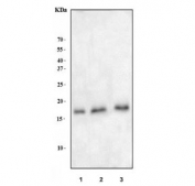 Western blot testing of human 1) HeLa, 2) Jurkat and 3) 293T cell lysate with Survivin antibody. Predicted molecular weight ~16 kDa.