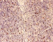 IHC-P: FOXP3 antibody testing of mouse spleen tissue