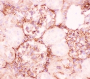 IHC-F testing of rat kidney tissue