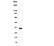 Western blot testing of SYCP3 antibody and HT1080 lysate;  Expected molecular weight: 28-34 kDa.