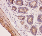 IHC-P: ANG2 antibody testing of rat intestine tissue