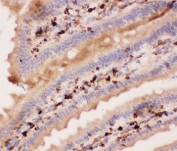 IHC-P: ANG2 antibody testing of mouse intestine tissue