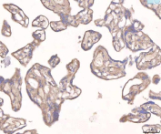 Immunohistochemical staining of FFPE human placental tissue with ANG2 antibody, HRP-secondary and DAB substrate. HIER: boil tissue sections in pH8 EDTA for 20 min and allow to cool before testing.