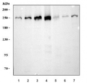Western blot testing of 1) human HeLa, 2) human K562, 3) human HepG2, 4) human 293T, 5) rat C6, 6) mouse brain and 7) mouse NIH 3T3 cell lysate with Dicer antibody. Expected molecular weight: 219-250 kDa.