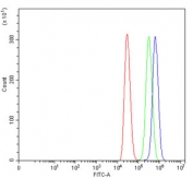 Flow cytometry testing of human MCF-7 cells with Dicer antibody at 1ug/million cells (blocked with goat sera); Red=cells alone, Green=isotype control, Blue= Dicer antibody.