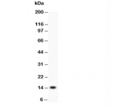 Western blot testing of IL3 antibody and recombinant protein (0.5ng)