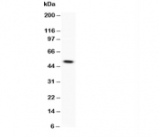 Western blot testing of CD146 antibody and recombinant human protein 0.5ng