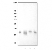 Western blot testing of mouse 1) thymus, 2) SP2/0, 3) RAW264.7 and 4) ANA-1 lysate with Survivin antibody. Predicted molecular weight ~16 kDa.