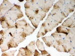 IHC-P: ATP2A1 antibody testing of mouse skeletal muscle tissue
