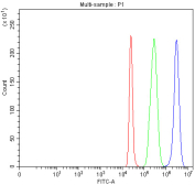 Flow cytometry analysis of fixed and permeabilized human 293T cells with ATP2A1 antibody at 1ug/million cells (blocked with goat sera); Red=cells alone, Green=isotype control, Blue= ATP2A1 antibody.