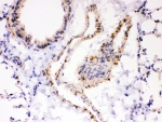 IHC-P: ATP2A2 antibody testing of mouse lung tissue