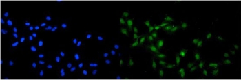 Immunofluorescent staining of FFPE human U-2 OS cells with SRC-1 antibody (green) at 2ug/ml and DAPI nuclear stain (blue). HIER: steam section in pH6 citrate buffer for 20 min.