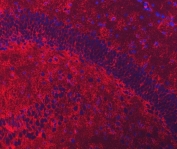 Immunofluorescent staining of FFPE mouse brain tissue with EAAT2 antibody (red) and DAPI nuclear stain (blue). HIER: steam section in pH8 EDTA for 20 min.