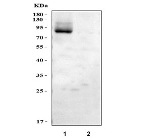 IHC-P: Alkaline Phosphatase antibody testing of rat small intestine tissue