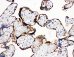 IHC-P: Annexin A1 antibody testing of human placenta tissue. HIER: steam section in pH6 citrate buffer for 20 min.