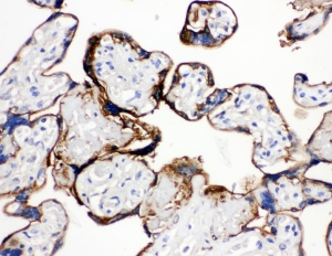 IHC-P: Annexin A1 antibody testing of human placenta tissue