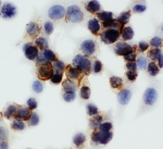 ICC: Annexin V antibody testing of HCT116 cells