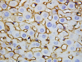 IHC-P: Annexin V antibody testing of rat liver tissue