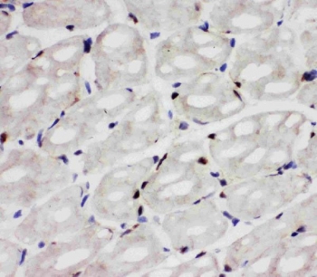 IHC staining of frozen rat heart tissue with Apoptosis inhibitor 5 antibody.