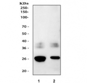 IHC-F testing of AQP1 antibody and rat kidney tissue