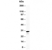 Western blot testing of Calretinin antibody and HeLa cell lysate.  Expected molecular weight: ~29 kDa.