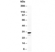 Western blot testing of Calretinin antibody and HeLa cell lysate.  Expected molecular weight: ~29 kDa.