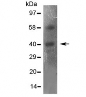Western blot testing of CCR5 antibody and mouse liver lysate (50ug/lane). Predicted molecular weight ~41 kDa.