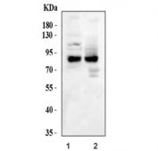 Western blot testing of 1) human HeLa and 2) rat PC-12 cell lysate with CD44 antibody. Predicted molecular weight ~82 kDa, but may be observed at higher molecular weights due to glycosylation.
