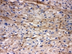 IHC testing of frozen rat heart tissue with Cx43 antibody.