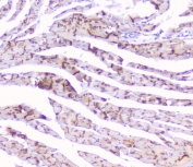 IHC testing of mouse heart tissue with Cx43 antibody at 1ug/ml. HIER: steam section in pH6 citrate buffer for 20 min and allow to cool prior to staining.