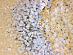IHC-P: GAP43 antibody testing of rat brain tissue. HIER: steamed with pH6 citrate buffer.