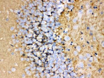 IHC-P: GAP43 antibody testing of rat brain tissue