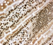 IHC staining of frozen rat intestinal tissue with Lamin B1 antibody.