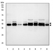 Western blot testing of 1) human HeLa, 2) human K562, 3) human A431, 4) human U-2 OS, 5) rat brain, 6) rat C6, 7) mouse brain and 8) mouse Neuro-2a cell lysate with MAPK1/3 antibody. Predicted molecular weight ~41 kDa (MAPK1) and ~36 kDa (MAPK3).
