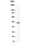 Western blot testing of MAPK1/3 antibody and HeLa cell lysate