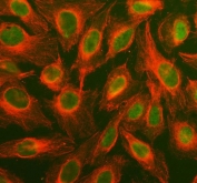 Western blot testing of MAPK1/3 antibody and HeLa cell lysate