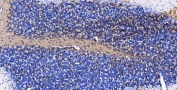 IHC-P: MBP antibody testing of mouse cerebellum tissue. HIER: boil tissue sections in pH8 EDTA buffer for 10-20 min and allow to cool before testing.